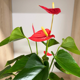 Anthurium în ghiveci ceramic